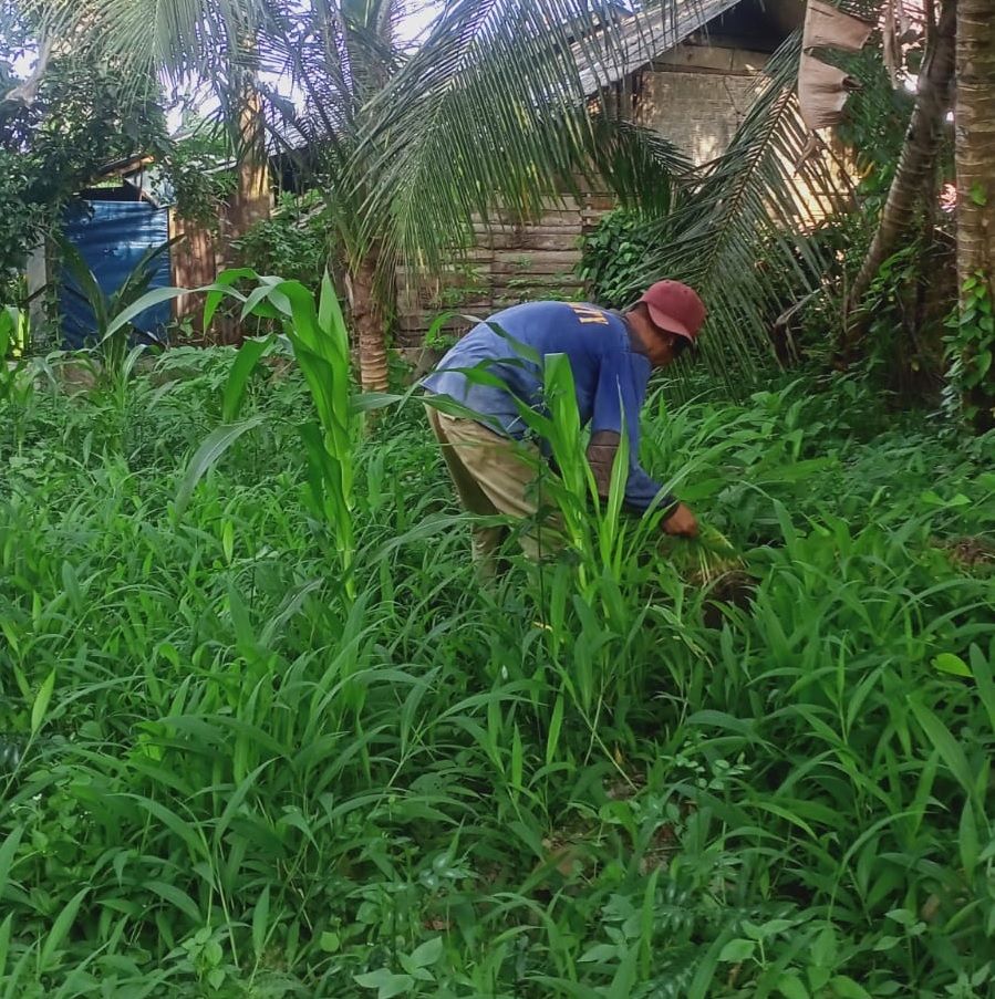 jasa tukang NegoTukang.Com - Jasa Pembersihan Rumput Halaman Rumah, Pot Bunga, dan Selokan 